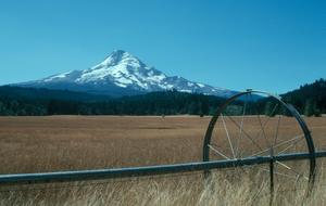 hood from a field near lawrence lake sep98